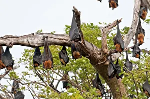 Pteropus: Indian Flying Fox - group hanging from dead branch