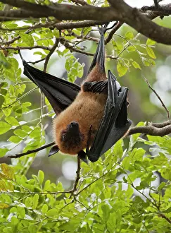 Pteropus: Indian Flying Fox - hanging from tree with one
