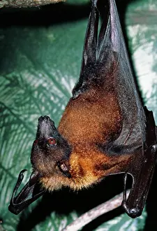 Hangs: Indian Flying Fox - hangs