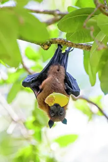 Pteropus: Indian Flying Fox (Pteropus medius), eats fruit