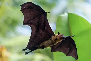Pteropus: Indian Flying Fox (Pteropus medius), in flight