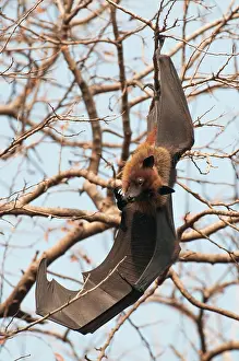 Pteropus: Indian flying fox - at roost