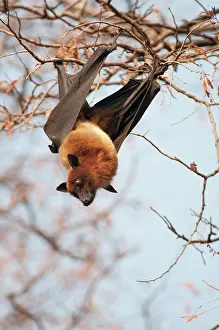 Pteropus: Indian flying fox - at roost - looking down