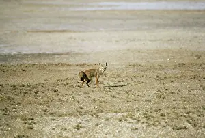 Devon Wildlife Trust: Indian Fox