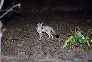 Bengalensis: Indian Fox / Bengal Fox