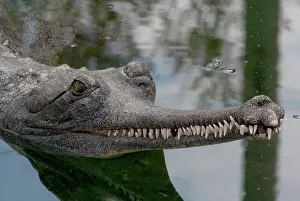 Antonio: Indian Gavial or Gharial