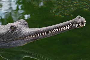 Antonio: Indian Gavial or Gharial
