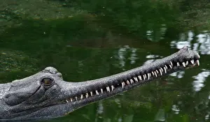 Antonio: Indian Gavial or Gharial