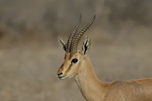 Scanning: Indian Gazelle