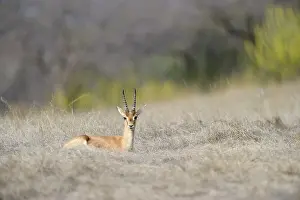 Sawai: Indian Gazelle