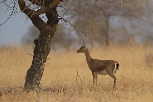 Charge: Indian Gazelle