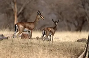 Chris Brunskill: INDIAN GAZELLE / CHINKARA herd