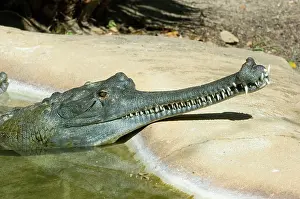Gharial: Indian Gharial