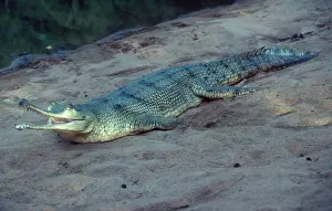 Crocodilian: Indian Ghavial