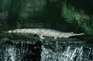 Crocodilian: Indian Ghavial