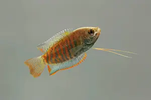 Gourami: Indian Giant Gourami - male side view