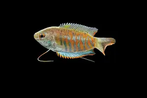 Gourami: Indian giant gourami - male side view