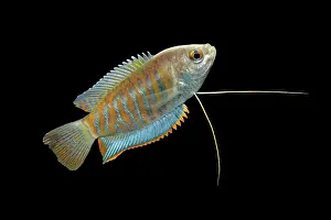 Barbel: Indian giant gourami - male side view