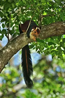 Indica: Indian Giant Squirrel