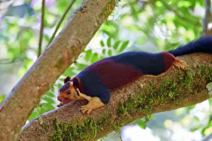 Malabar: Indian Giant Squirrel / Malabar Giant Squirrel