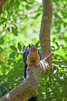 Malabar: Indian Giant Squirrel / Malabar Giant Squirrel