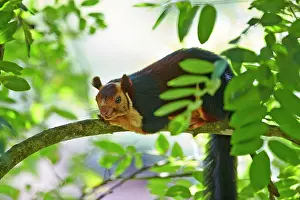 Malabar: Indian Giant Squirrel / Malabar Giant Squirrel