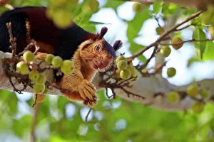 Malabar: Indian Giant Squirrel / Malabar Giant Squirrel