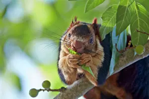 Malabar: Indian Giant Squirrel / Malabar Giant Squirrel