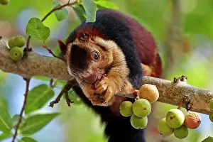 Malabar: Indian Giant Squirrel / Malabar Giant Squirrel