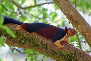 Malabar: Indian Giant Squirrel / Malabar Giant Squirrel