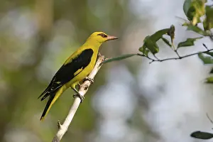 Oriolus: Indian Golden Oriole / Eurasian Golden Oriole