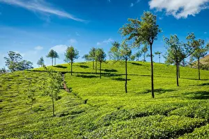 Plantations: Indian Green Tea plantations in Munnar, Kerala