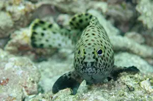 120520: Indian Grouper - Pohon Miring dive site, Banda Besar