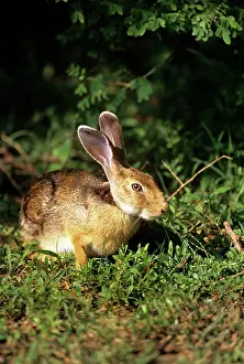 Yala: Indian HARE - Yala National Park