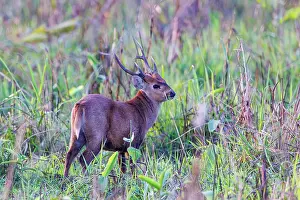 Assam: Indian hog deer (Axis porcinus)