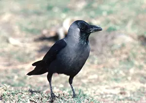 Crows: INDIAN HOUSE CROW / Indian Crow