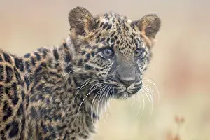Fusca: Indian indian leopard (Panthera pardus fusca) young