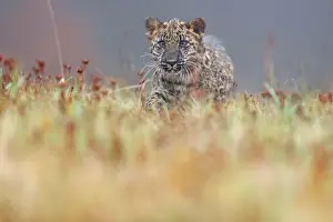 Fusca: Indian indian leopard (Panthera pardus fusca) young