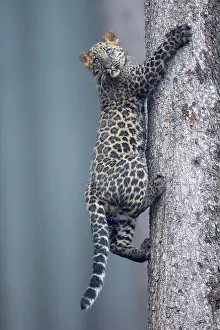 Fusca: Indian indian leopard (Panthera pardus fusca) young
