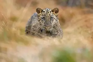 Fusca: Indian indian leopard (Panthera pardus fusca) young