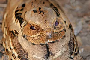 271221: Indian indian nightjar (Caprimulgus asiaticus) adult