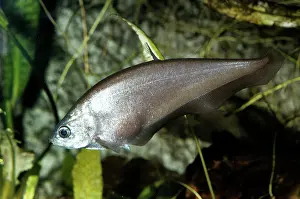 Knifefish: Indian Knife FIsh