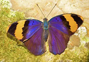 Indian Leaf Butterfly