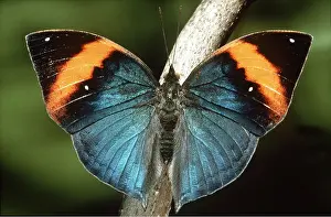 Pascal Goetgheluck: INDIAN LEAF BUTTERFLY - ON BRANCH