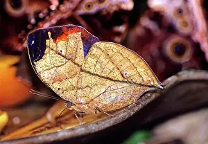 Lepidopteran: Indian Leafwing Butterfly