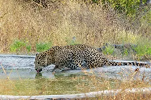 Tadoba: Indian leopard
