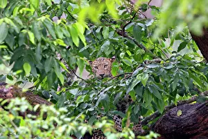 Fusca: Indian Leopard adult resting in a tree