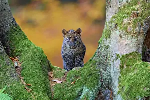 Fusca: Indian leopard (Panthera pardus fusca), young animal on tree