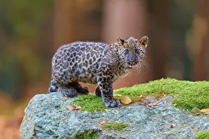 Fusca: Indian leopard (Panthera pardus fusca), young an