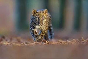Move: Indian leopard (Panthera pardus fusca), young an